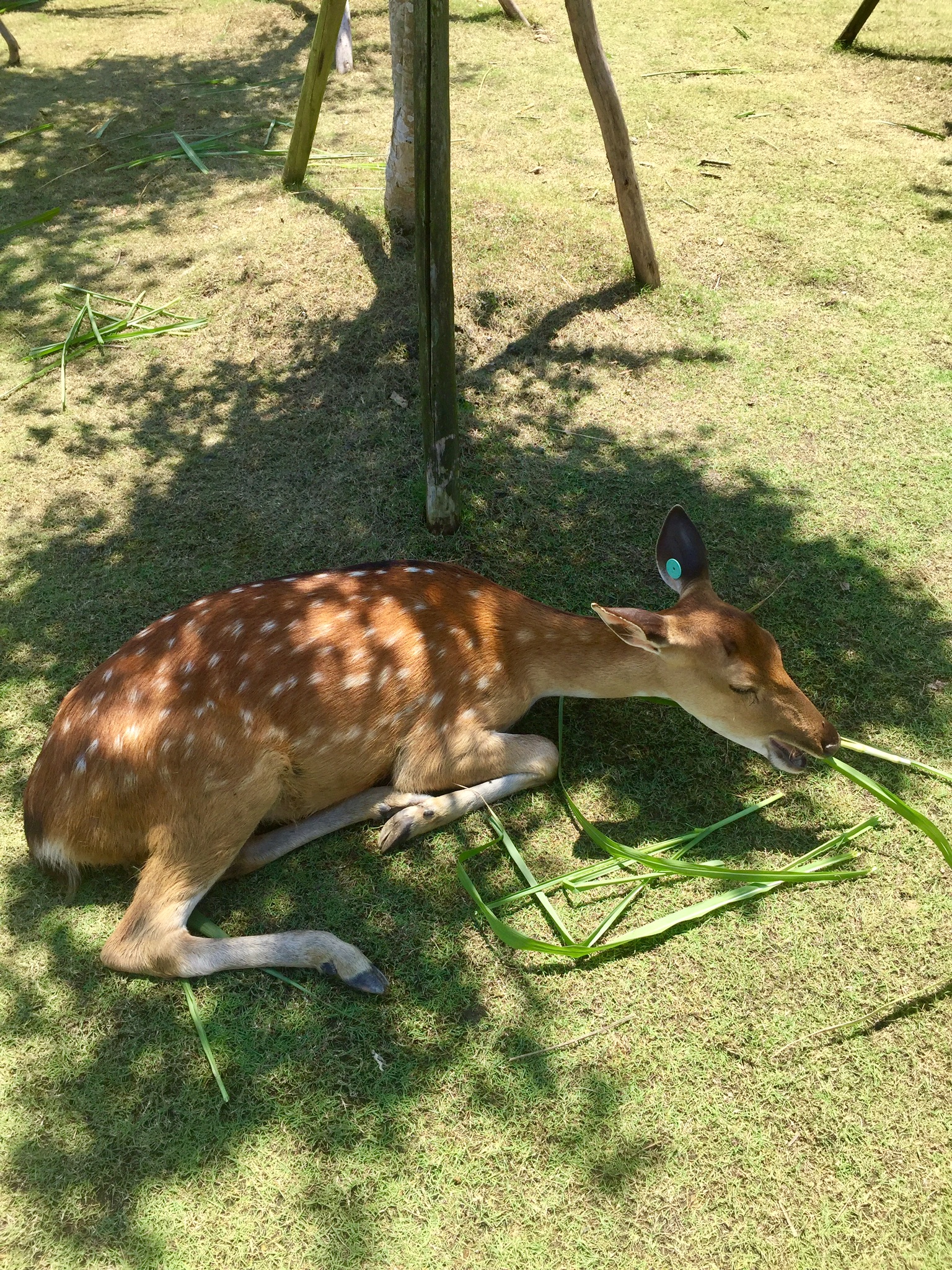 斑比山丘